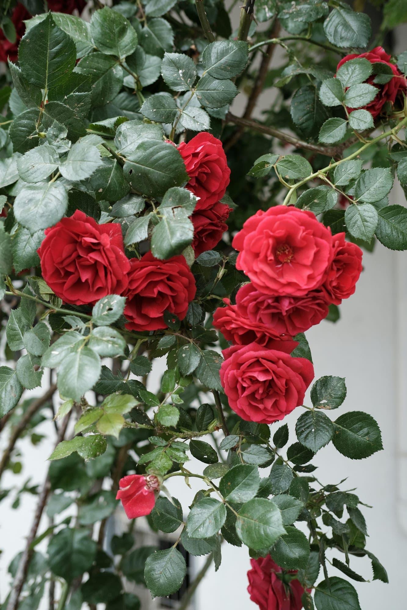 Her roses, which she pruned with endless patience.